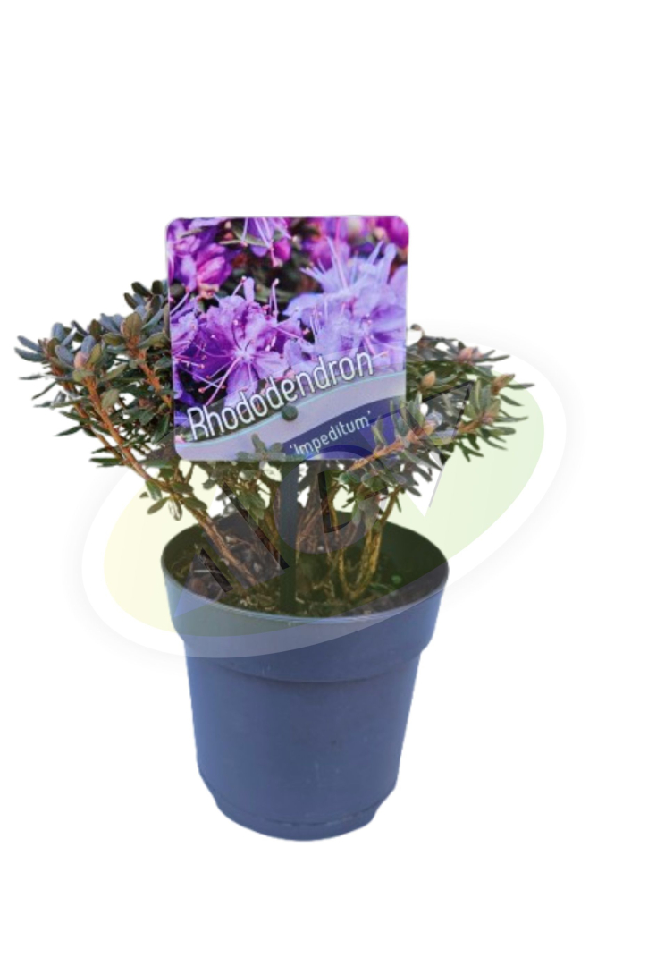 RODODENDRON - AZALEJA U SAKSIJI